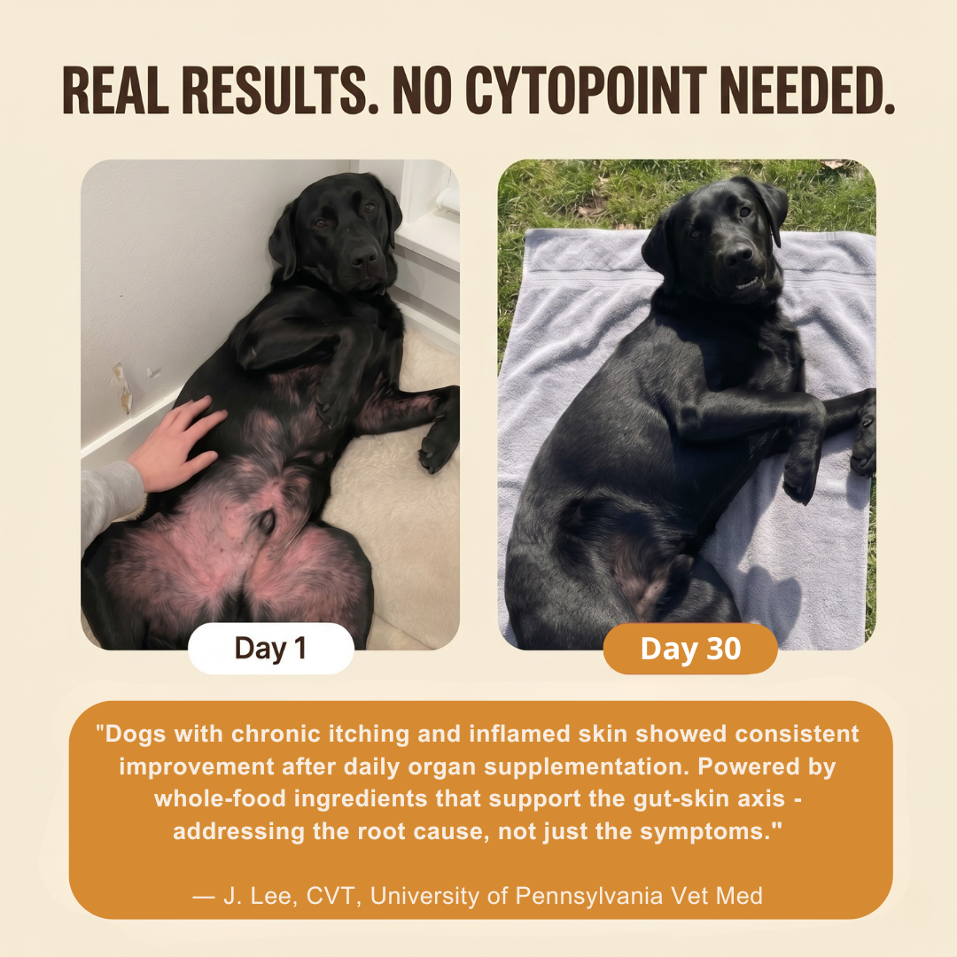 Primal Organ Blend — Anti Itch Support